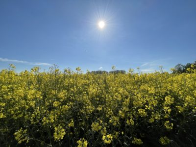 Bild von einem Rapsfeld mit strahlender Sonne