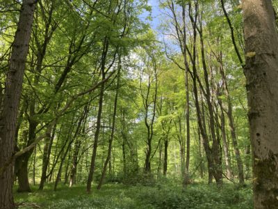 Bild von einem Sonnendurchfluteten Wald