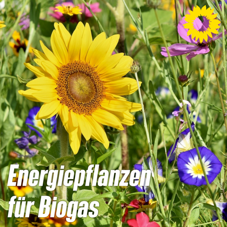 Energiepflanzen und Biogasanlagen